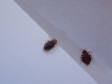 臭蟲現今是令人生畏的“敵人”